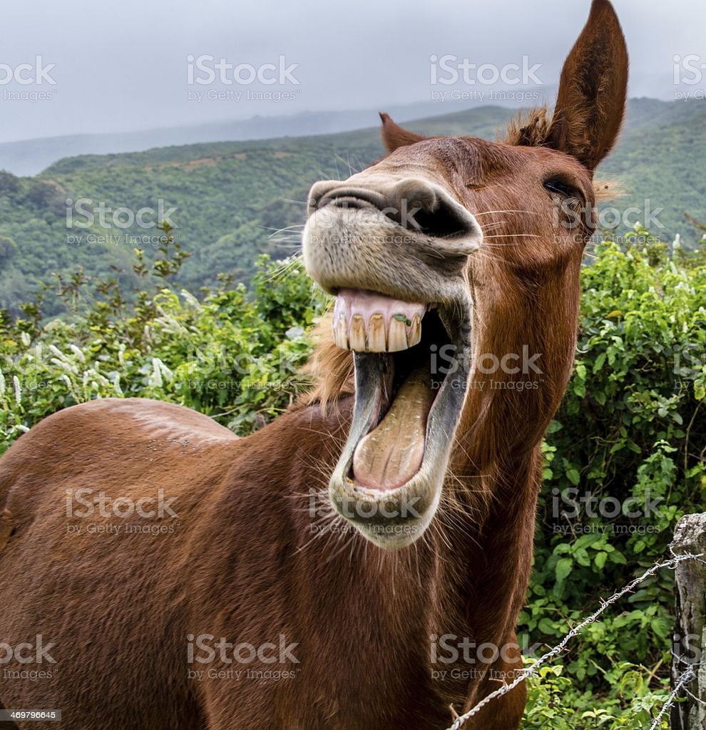 donkey